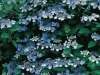 Hydrangea Macrophylla Blaumeise